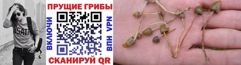 где можно купить наркотик  Владимир  Галлюциногенные грибы прущие грибы 
